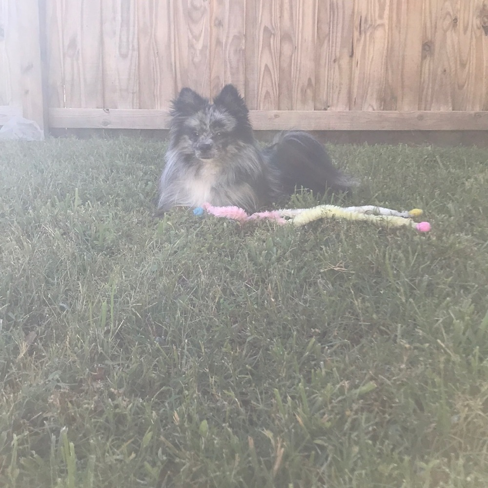 Meet your Posher, Kalani